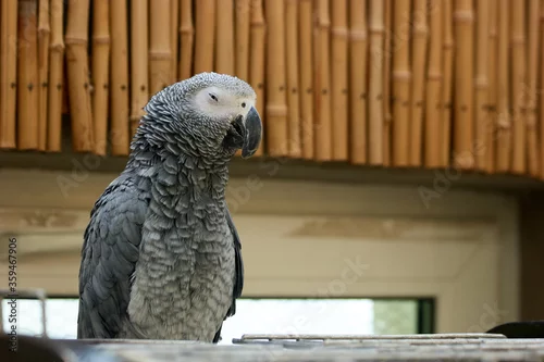 Fototapeta na wymiar Portrait of beautiful gray African parrot in the zoo. Big Jaco parrot sitting in the cage. Domesticated tropical bird.