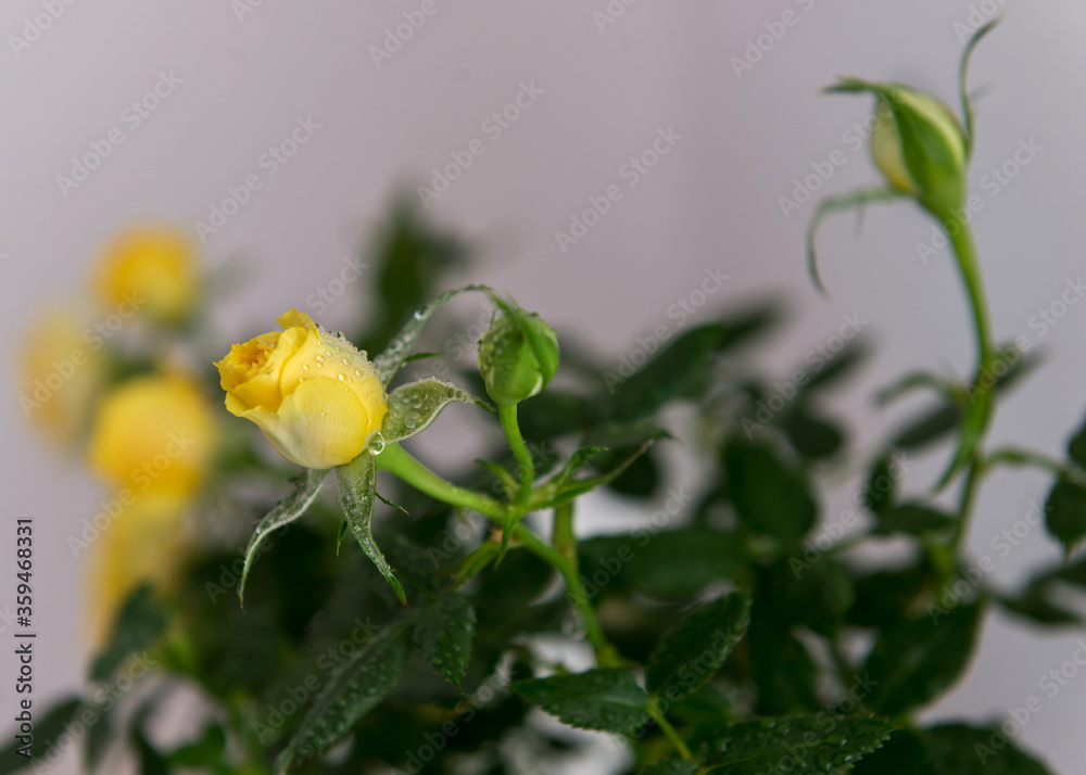 Yellow little roses in drops of water. Yellow little roses in drops of water.