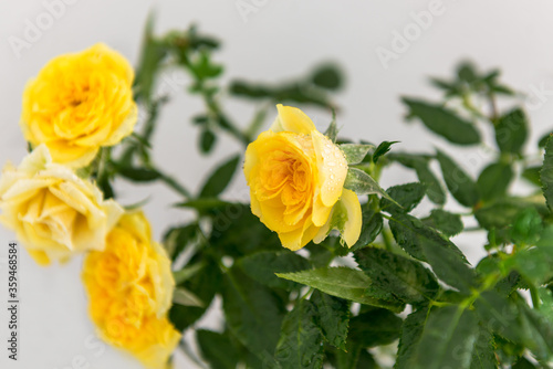 Yellow little roses in drops of water.