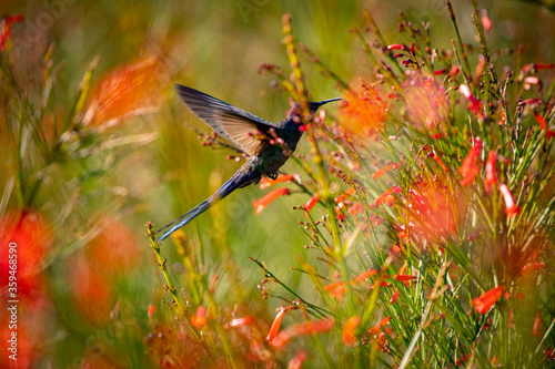 The Swallow-tailed Hummingbird (Eupetomena macroura)  on  Firecracker Red Flowers (Russelia equisetiformis) against Blurred Background.