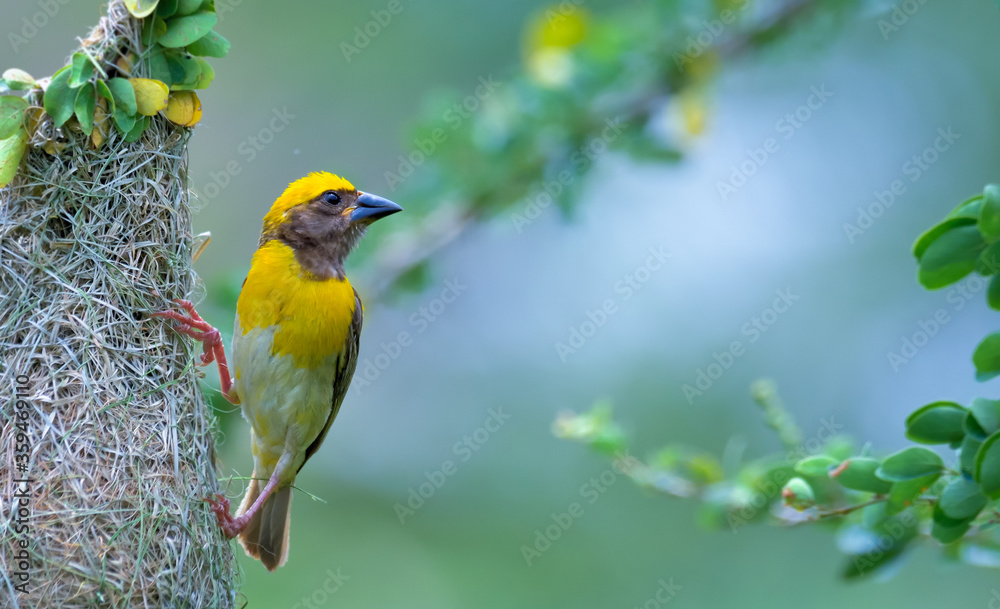 Baya weaver perched in hanging retort shaped nests woven from leaves Baya weaver perched in hanging retort shaped nests woven from leaves