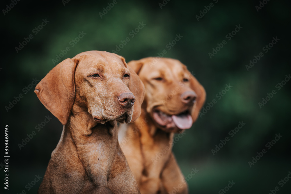 Two vizla girls posing outside. Vizla dog portrait in green background. 