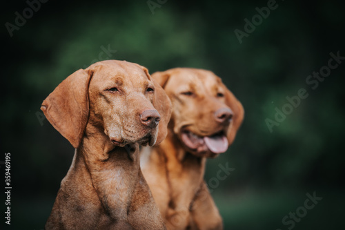 Two vizla girls posing outside. Vizla dog portrait in green background. 