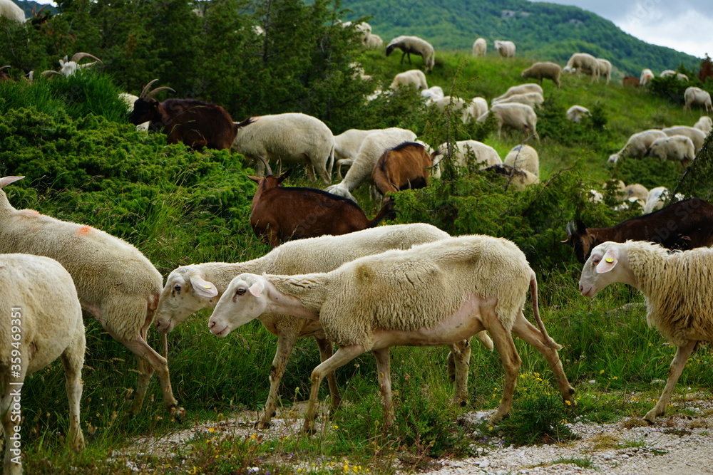 Obraz premium Grazing sheep on the mountain