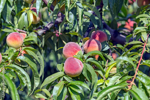 Peaches ready for harvest in the garden, Turkey. Some 110 chemical compounds contribute to peach aroma, including alcohols, ketones, aldehydes, esters, polyphenols and terpenoids. photo