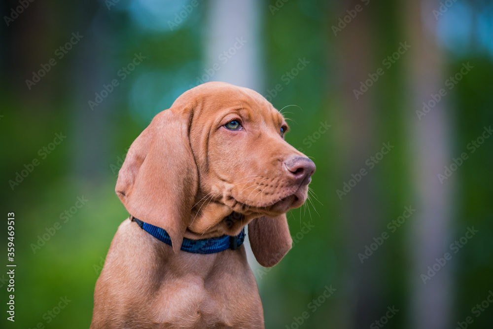 Vizla dog portrait in green background. Vizla puppy outside in kennel.