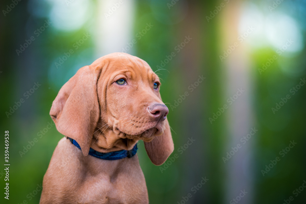 Vizla dog portrait in green background. Vizla puppy outside in kennel.	