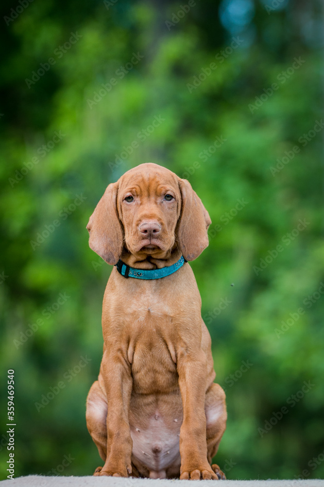 Vizla dog portrait in green background. Vizla puppy outside in kennel. Vizla dog portrait in green background. Vizla puppy outside in kennel.