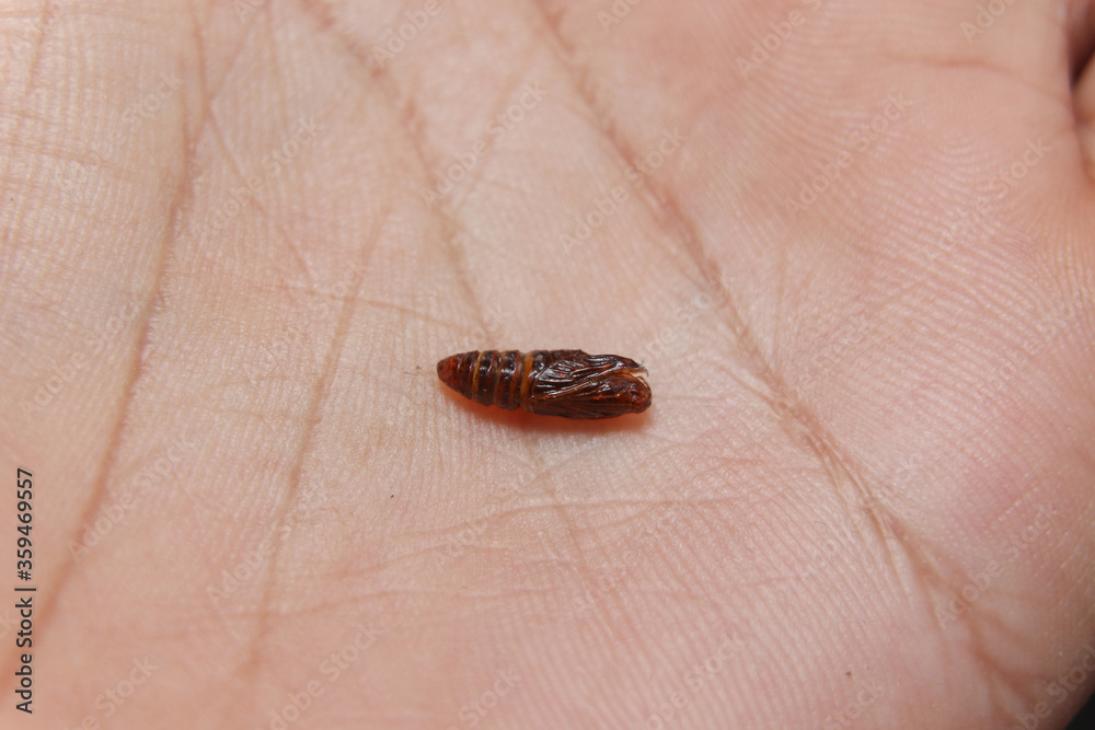 Obraz premium The handmaiden moth cocoon