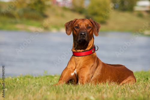 Rhodesian ridgeback dog in the park standing.  © Evelina