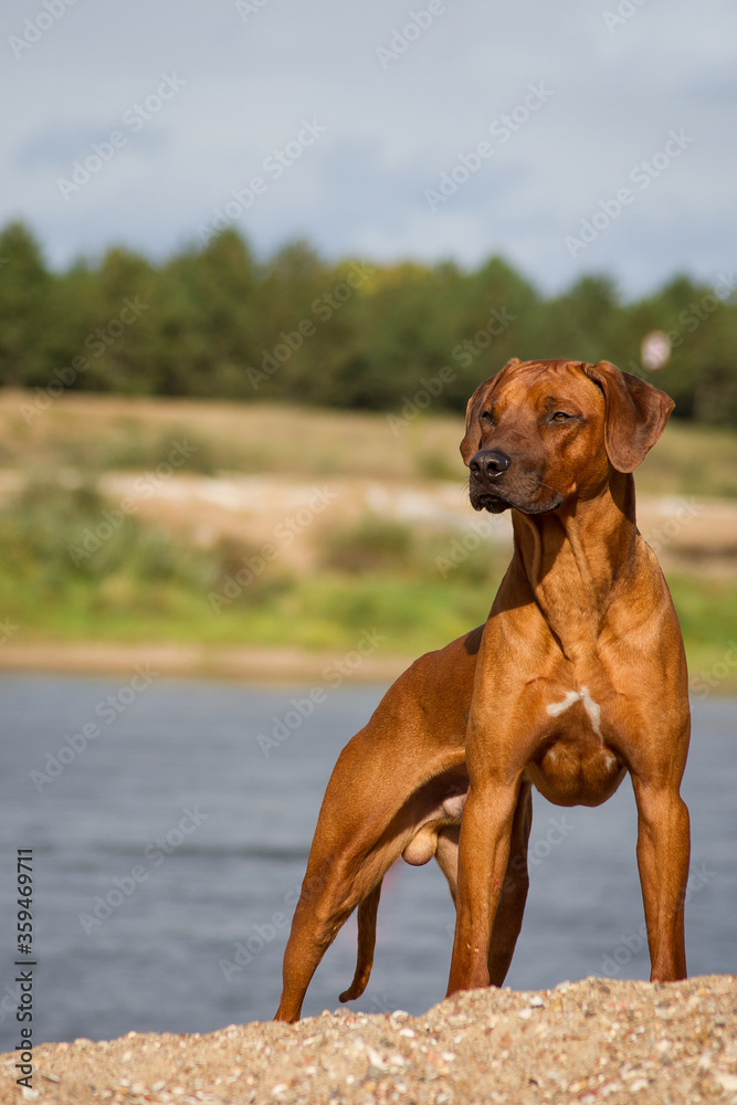 Rhodesian ridgeback dog in the park standing. Rhodesian ridgeback dog in the park standing.