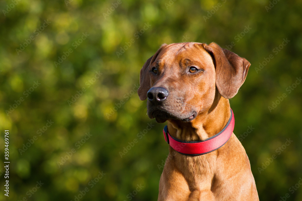Rhodesian ridgeback dog in the park standing. Rhodesian ridgeback dog in the park standing.