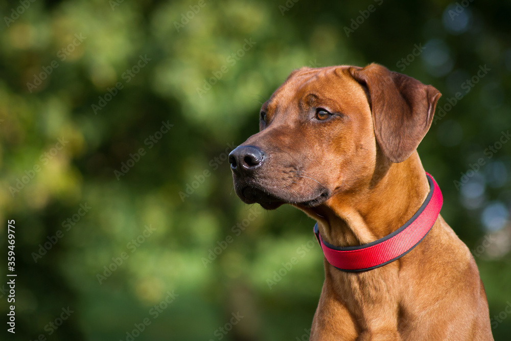 Rhodesian ridgeback dog in the park standing.