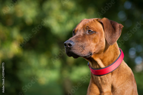 Rhodesian ridgeback dog in the park standing.