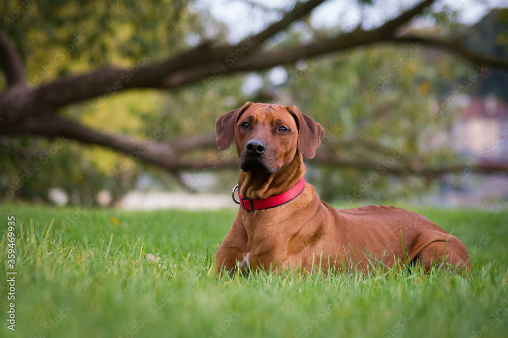 Rhodesian ridgeback dog in the park standing.	