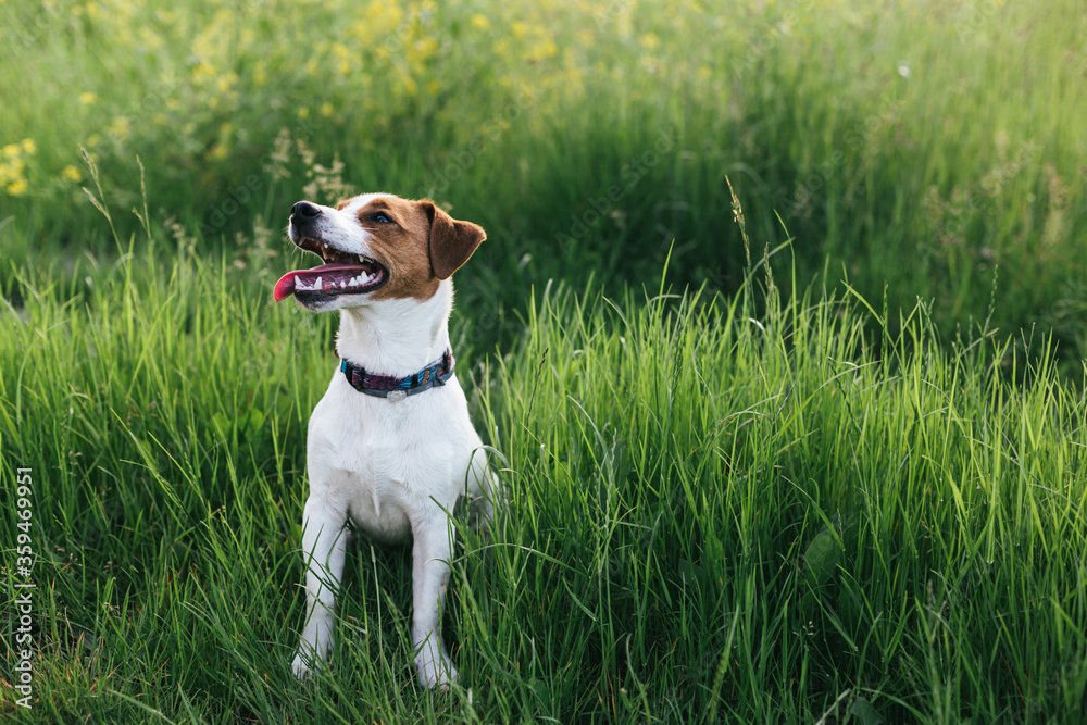 Happy puppy Jack Russell Terrier sitting in the summer meadow. Happy puppy Jack Russell Terrier sitting in the summer meadow.
