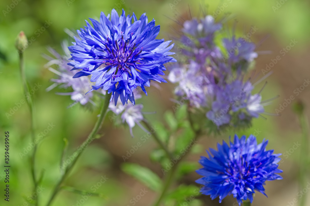 Kornblumen und Rainfarn-Phazelie