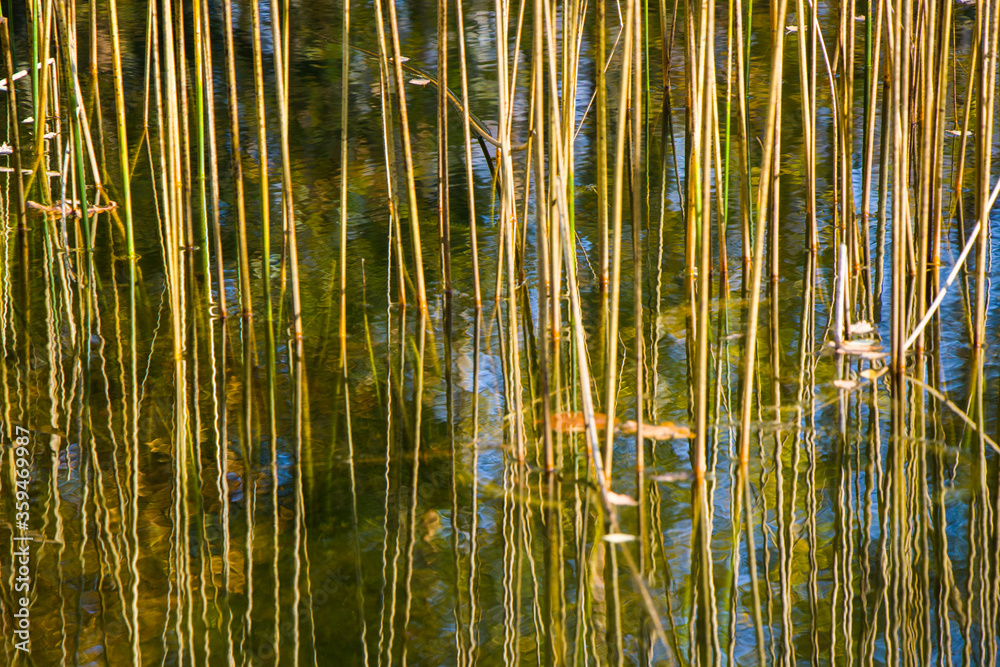 Obraz premium Grass in the water, reflection on the lake, nature background.