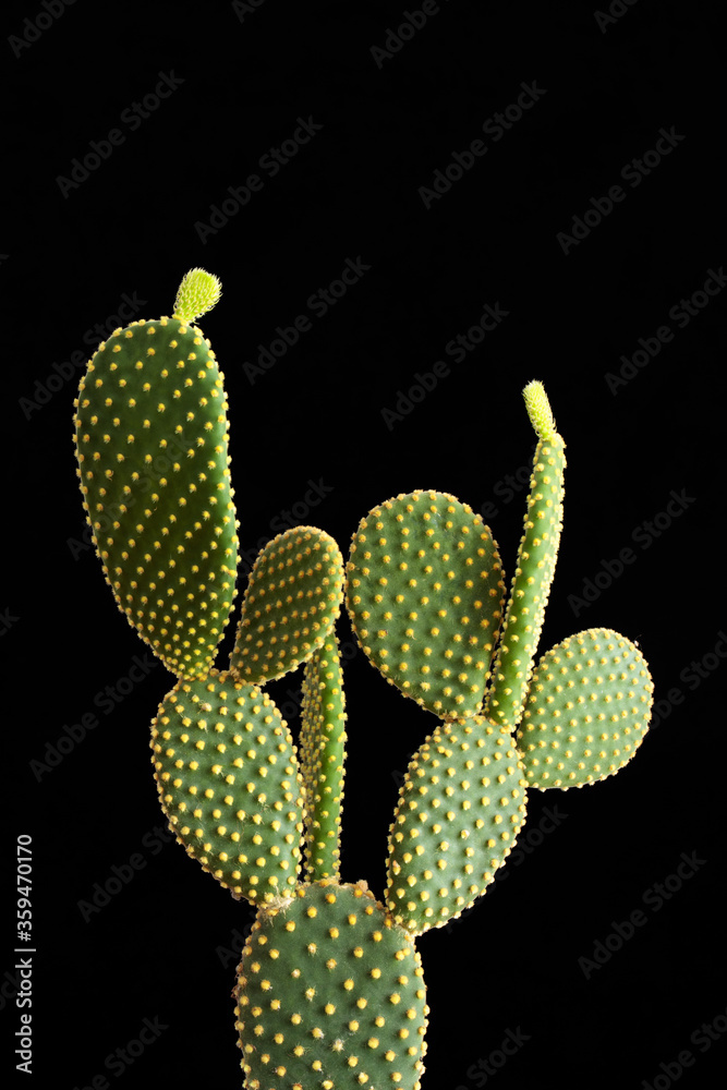 Opuntia cactus on a black background. Opuntia cactus on a black background.