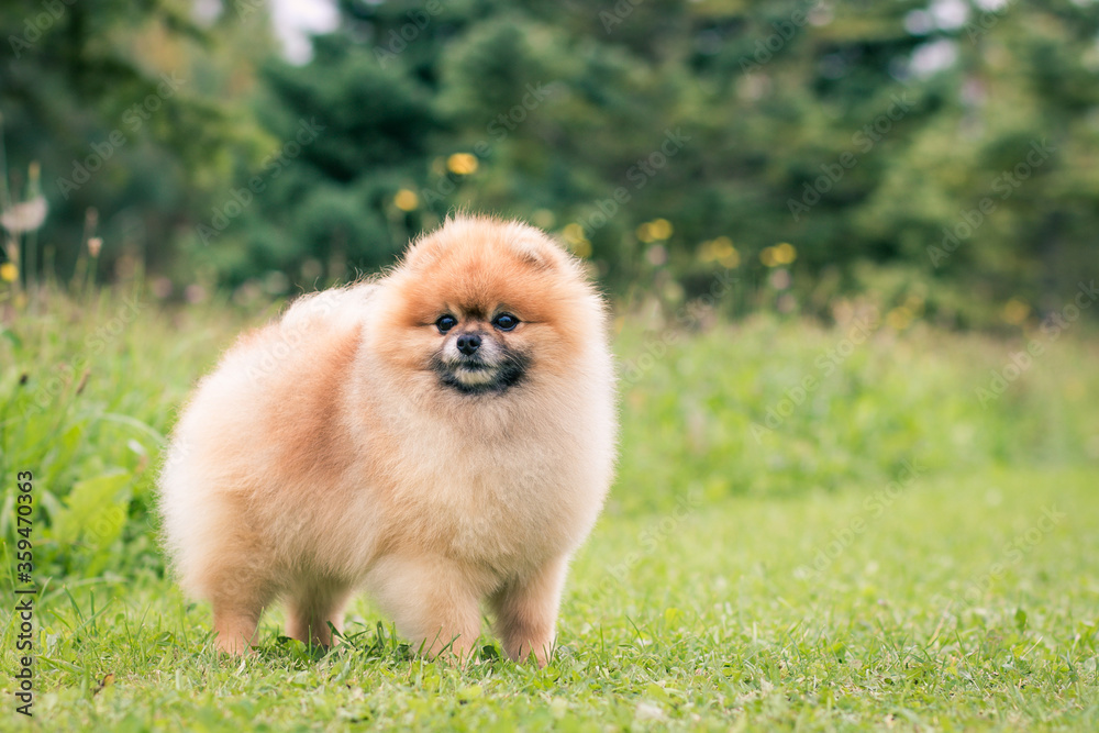 Pomeranian baby posing outside. Small pomeranian puppy. Pomeranian baby posing outside. Small pomeranian puppy.