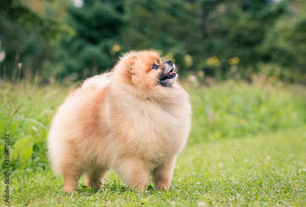 Beautiful pomeranian dog outside posing. Beautiful pomeranian dog outside posing.