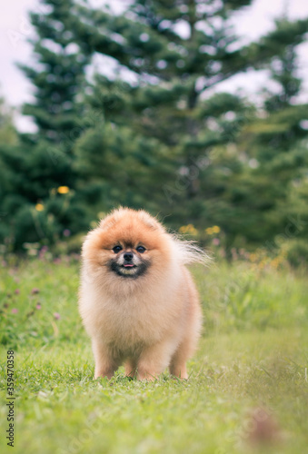 Beautiful pomeranian dog outside posing.	