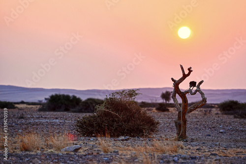 Morgenstimmung im Namib Naukluft Nationalpark  Namibia