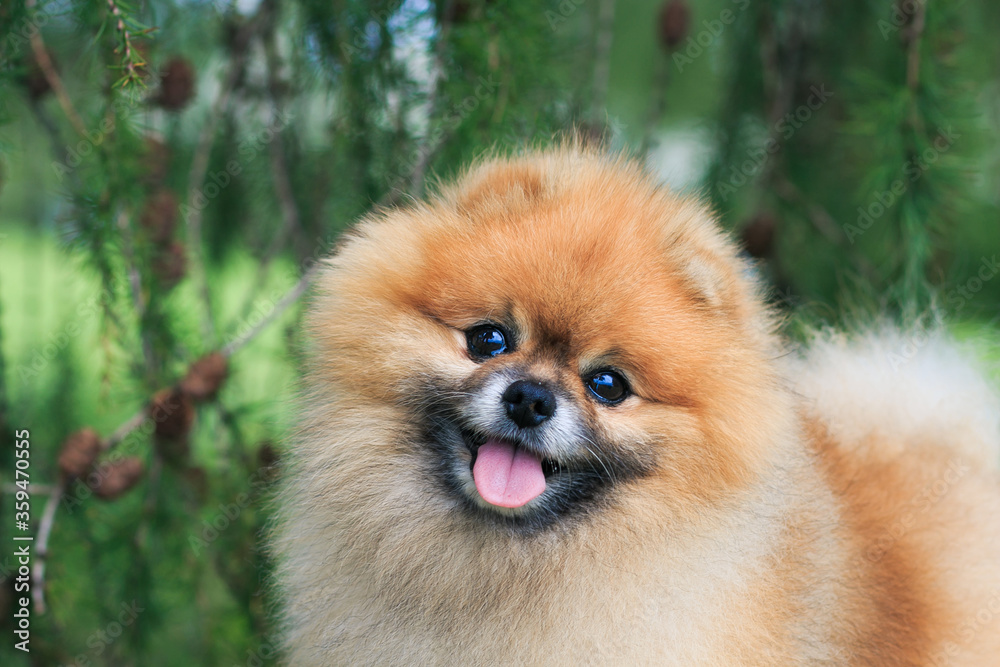 Beautiful pomeranian dog outside posing.