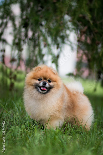 Beautiful pomeranian dog outside posing. © Evelina