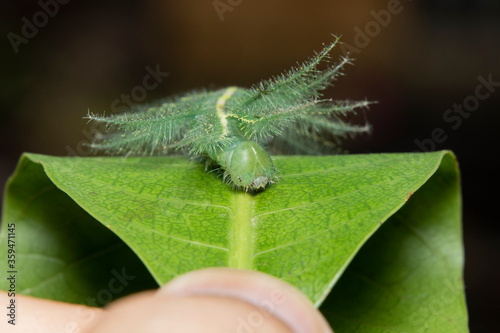 Mango Baron Caterpillar(Euthalia aconthea) closeup face