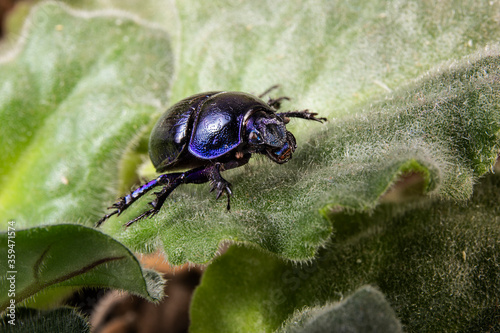 Dor beetle or spring dor beetle known as Trypocopris vernalis. Beetle on green leave. photo