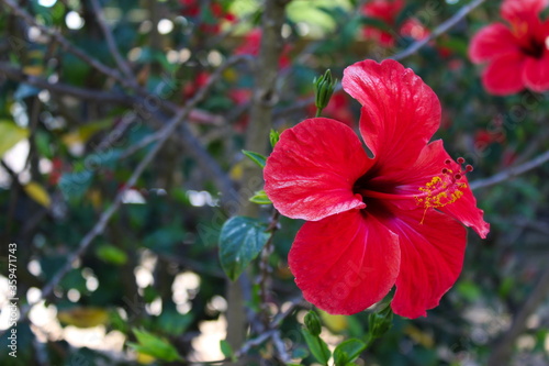 Beautiful hibiscus flower with details and green background. Hibiscus rosa-Sinensis, Chinese hibiscus, China rose, Hawaiian hibiscus, rose mallow, shoeblack plant.