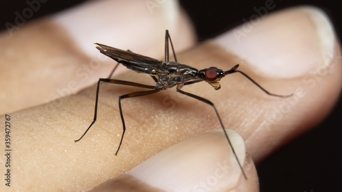 Cactus Flies (Neriidae) on finger