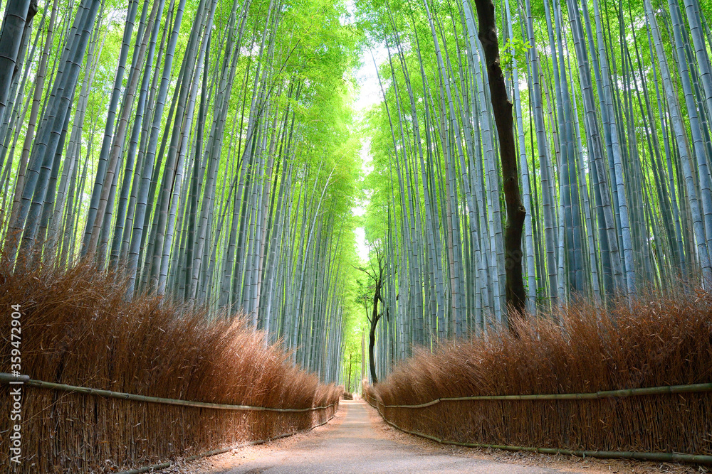 Fototapeta premium 誰もいない京都嵯峨野の竹林の小径