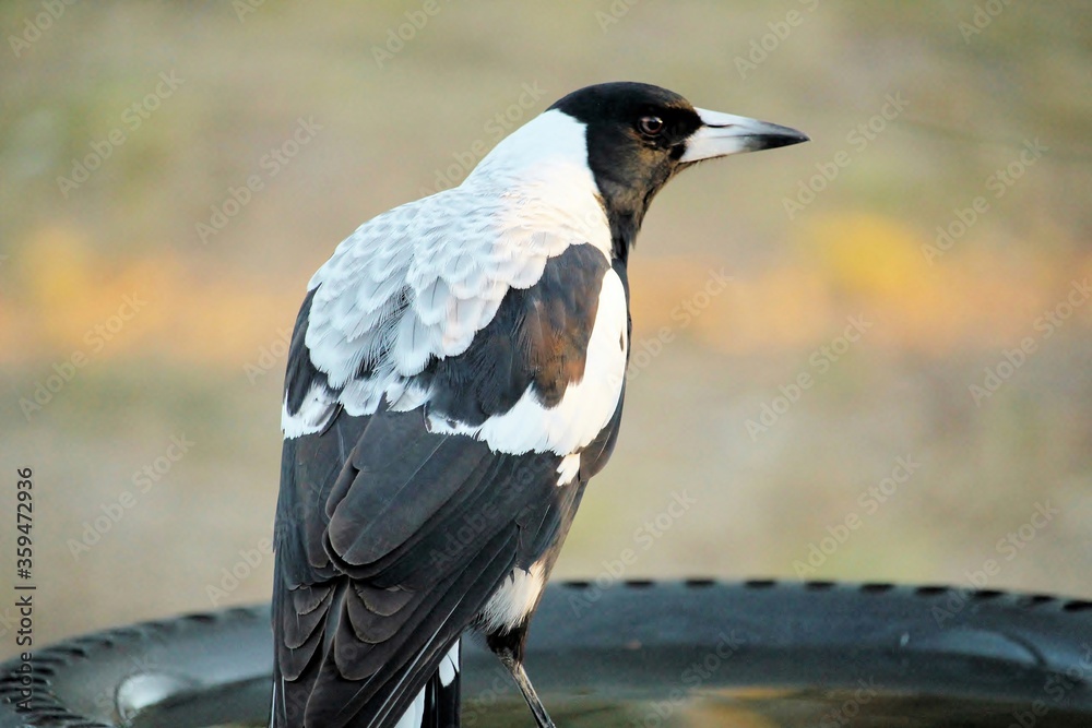 Obraz premium Australian Magpie (Cracticus tibicen)at the bird bath, South Australia