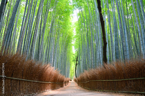 誰もいない京都嵯峨野の竹林の小径