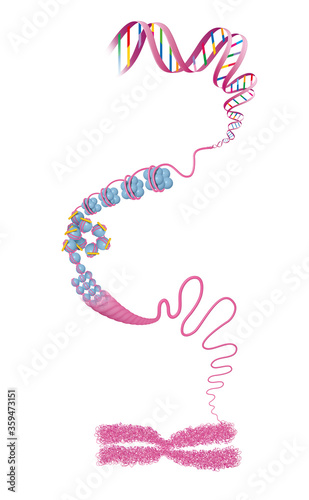 Chromosome structure. DNA photo