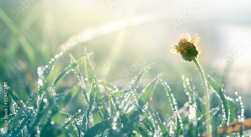 Water droplets atop the grass in the morning with bokeh. Soft focus.