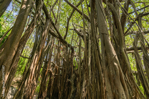 Beautiful huge Banyan tree roots at the Blue Coast Trail, between the Meio Beach and the Cachorro Beach, in Fernando de Noronha, a Unesco World Heritage site, Pernambuco, Brazil