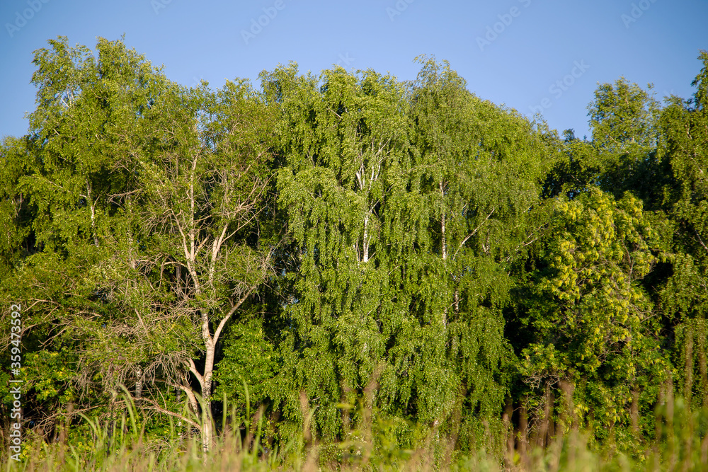 forest background under blue sky on a summer day