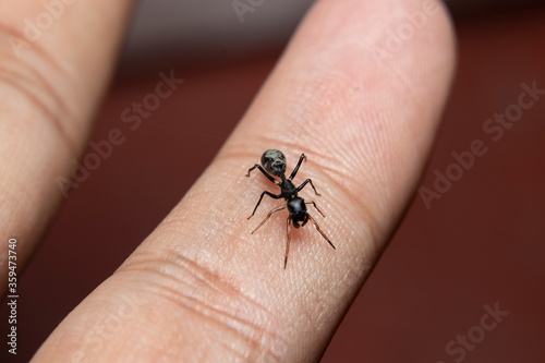 Ant Mimicking Jumping Spider on finger © Prosun