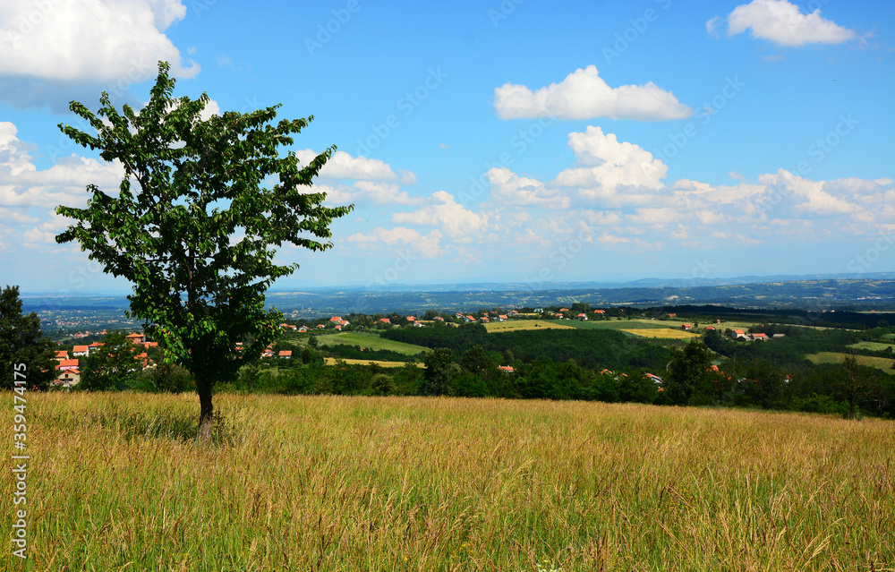 landscape with green grass and blue sky