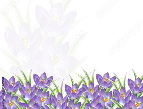 Crocus purple painted with colored pencils hand drawing on border line on a white background