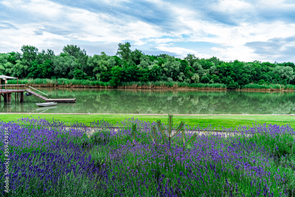 Naklejka premium landscape. lavender in summer garden on shore. pier on river.