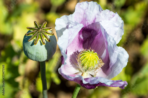 Opium poppy withouth petals and opium poppy with petals photo