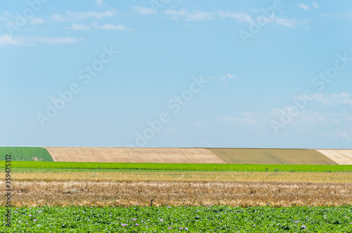 Vertical and horizontal lines of a typical agricultural landscape in spring