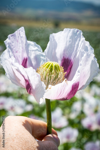 Closeup of white and purple flower or opium poppy