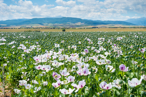 Blossom of legal white opium poppy in Spain