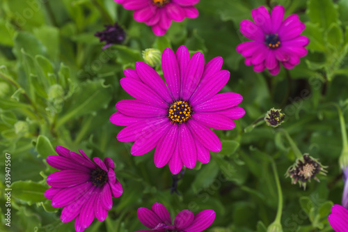 Cape marguerite flowers