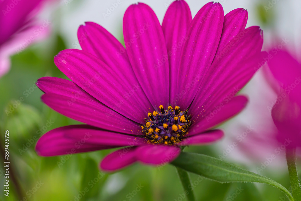African daisy clolse up African daisy clolse up